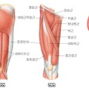 허벅지 통증 원인 (안쪽,옆쪽,바깥쪽) 근육통증 증상 이미지