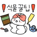 플렌케