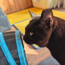 중문동물병원 이미지