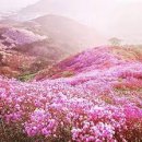 2018년4월8일정기산행-여수 영취산＜진달래꽃산행＞ 이미지