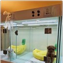 퍼피로그 강아지분양 창원점 이미지