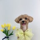 단비네 애견미용 이미지