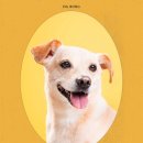 갈현로 | 은평구사진관 이름스튜디오 반려동물 프로필 후기, 촬영 꿀팁