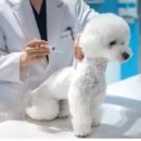 이동가축병원 이미지