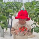 미숙농장 | 양주 베리미팜 딸기체험 가볼만한곳 딸기케이크 디저트 만들기체험 후기