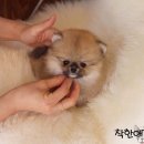 착한애견분양(원주점) 이미지