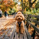 미용천재 | 초보 반려인 필독 🐶 푸들 성격 특징 및 장단점, 미용 비용 솔직 후기