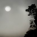 석송 이미지