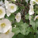 서강한방병원 이미지