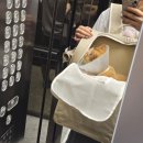 아이편한 동물의료센터 | [당진 동물병원]중성화 수술은 라온동물의료센터에서
