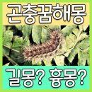 어떤 곤충꿈이 궁금하세요? 꿈해몽 곤충떼 이미지