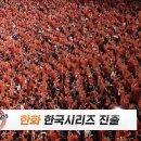 [KBO] 한화 이글스, 19년 만에 한국시리즈 진출 이미지