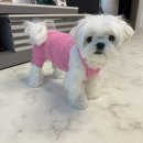 강아지 신상 봄옷 추천 “CRR 솜사탕 스트랩탑 올인원”