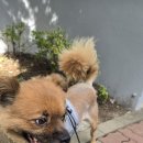 동물보육원 안산지부 이미지