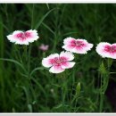 참사랑안경 이미지