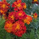 메리골드 이미지