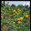 진정농장 이미지