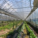 대세농장 이미지