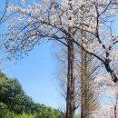 새순카센타 이미지