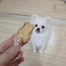 호강푸드 | [ 개 호강 간식 추천 ] 트러스티푸드 가니쉬 동결건조 굴 간식 배식 후기