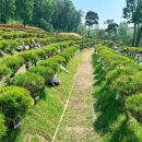 자연으로(의) 회귀 이미지