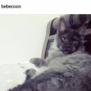 BEBECOON 이미지