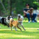 강아지숲 박물관 이미지