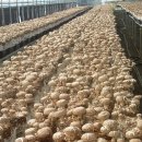 정표농장 이미지