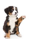 종로애견미용 이미지