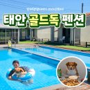 더스테이 골드독 네이버블로그