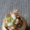 콩알 이미지