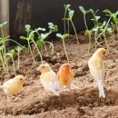 번덕농장 이미지