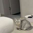 소나무병원 | 고양이 눈 불편감,깜박임,부음 원인 | 소나무동물메디컬센터 후기