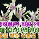 명품 색화풍란! 화왕 천녀지무 무명색화 뇌산단엽 천하장사 흑룡 광풍 벽옥 주홍성 장자홍 이미지