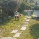 승민애견 네이버블로그