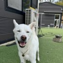 퍼피스카우트 이미지