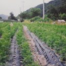 치악산농장 이미지