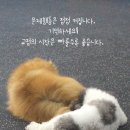 웬만해선 개들을 막을 수 없다 네이버블로그