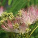 꽃과나무(Flower tree) 이미지