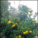 대유랜드 이미지