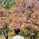 (주)서호 - 연천군 청정로370번길 140 | [서울 난지 한강공원] 혼자 피크닉을 즐겨보자! : 난지천 공원 겹벚꽃 위치, 파이맛집, 김밥 포장