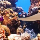 언더더씨 이미지