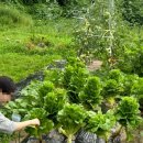 숲속빨간벽돌집 이미지