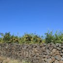 예래작은숲 이미지