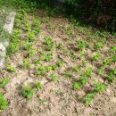 베틀농장 이미지