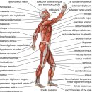 원성 헬스 | 용산 pt 이렇게 받아야지 나중에 혼자 운동할 수 있게됩니다.