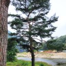 리버뷰소나무펜션 이미지