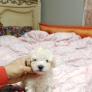 아리랑밸리켄넬 이미지