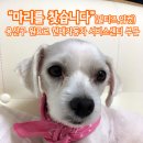 강아지를찾습니다,말티즈를찾습니다,암컷,서울시 용산구 원효로 현대자동차 서비스센터 부근 이미지