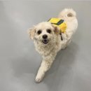 강아지유치원왕왕 이미지